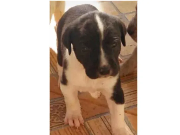 Cachorro ra a SRD idade Abaixo de 2 meses nome Honda