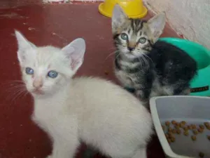Gato raça Sem raça definida  idade 2 a 6 meses nome Sem nome definido 