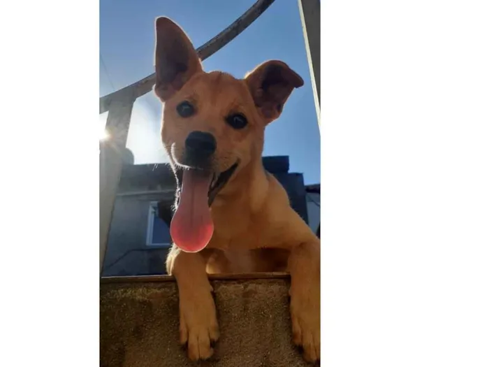 Cachorro ra a SRD-ViraLata idade 1 ano nome Nico