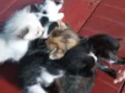 Gatinhos