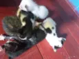 Gatinhos