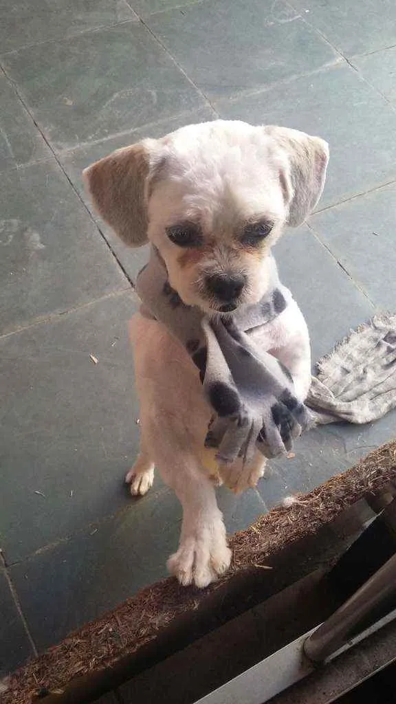 Cachorro ra a Lhaza Apso idade 6 ou mais anos nome Bolinha
