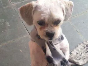 Cachorro raça Lhaza Apso idade 6 ou mais anos nome Bolinha