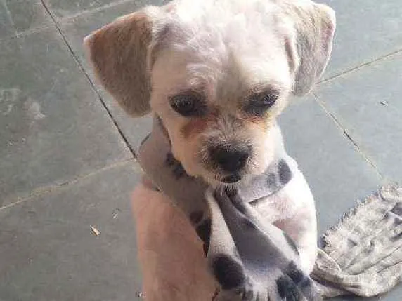 Cachorro ra a Lhaza Apso idade 6 ou mais anos nome Bolinha