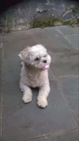 Bolinha