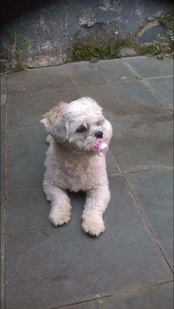 Cachorro ra a Lhaza Apso idade 6 ou mais anos nome Bolinha