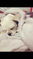 Bolinha