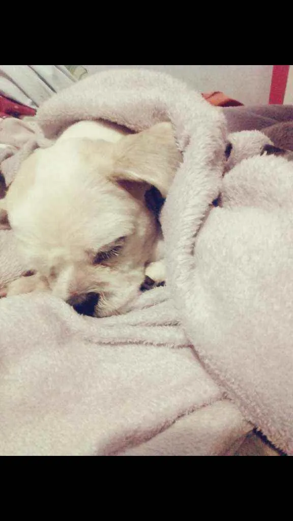 Cachorro ra a Lhaza Apso idade 6 ou mais anos nome Bolinha