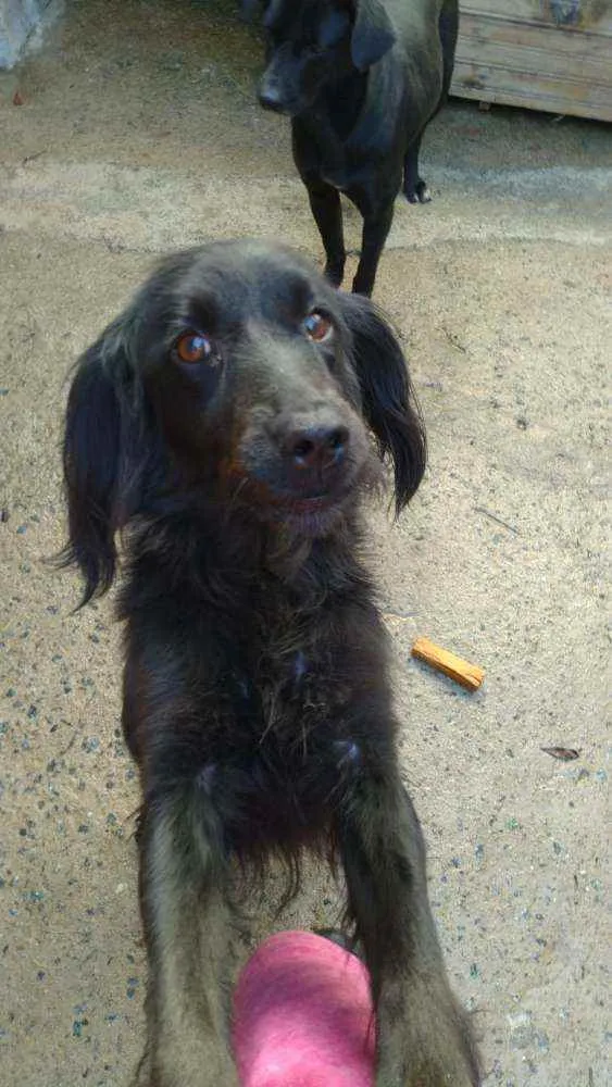 Cachorro ra a SRD idade 2 anos nome Margarida