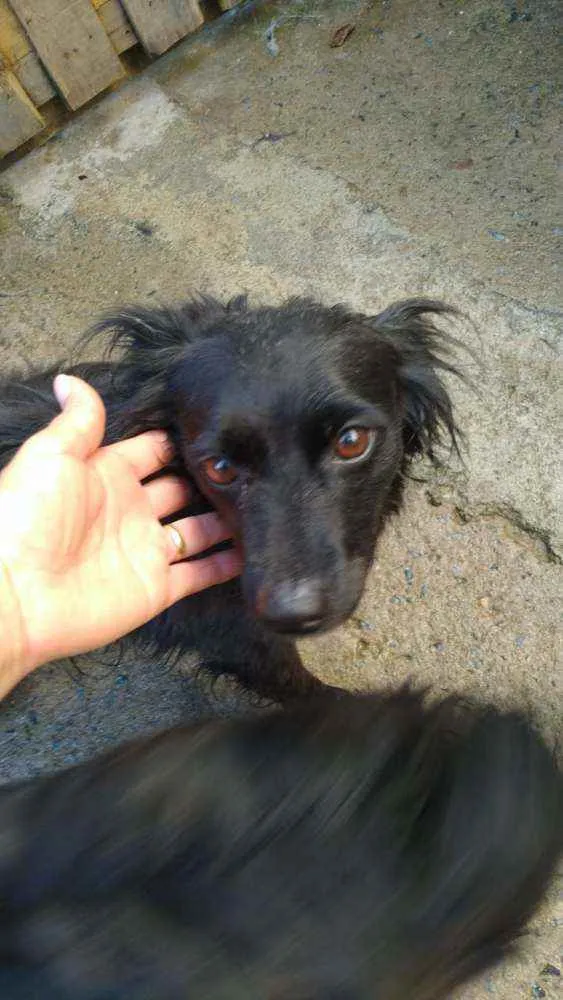 Cachorro ra a SRD idade 2 anos nome Margarida