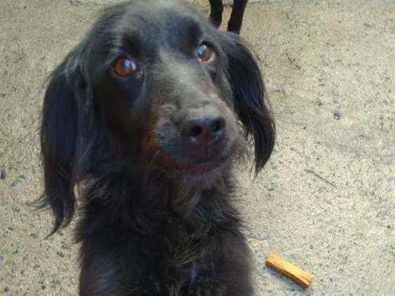 Cachorro ra a SRD idade 2 anos nome Margarida