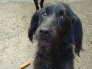 Cachorro raça SRD idade 2 anos nome Margarida