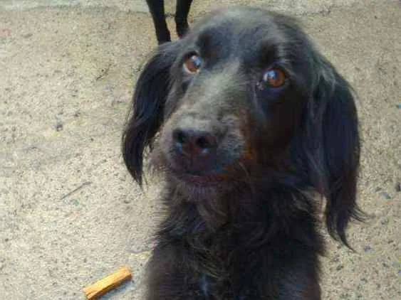 Cachorro ra a SRD idade 2 anos nome Margarida