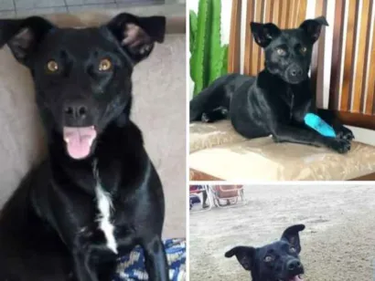 Cachorro raça SRD-ViraLata idade 1 ano nome Amora