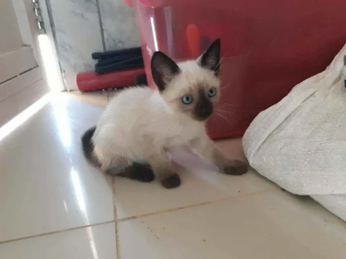 Gato ra a Siamês idade 2 a 6 meses nome Sem nome 