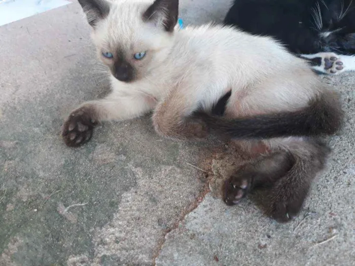 Gato ra a Siamês idade 2 a 6 meses nome Sem nome 