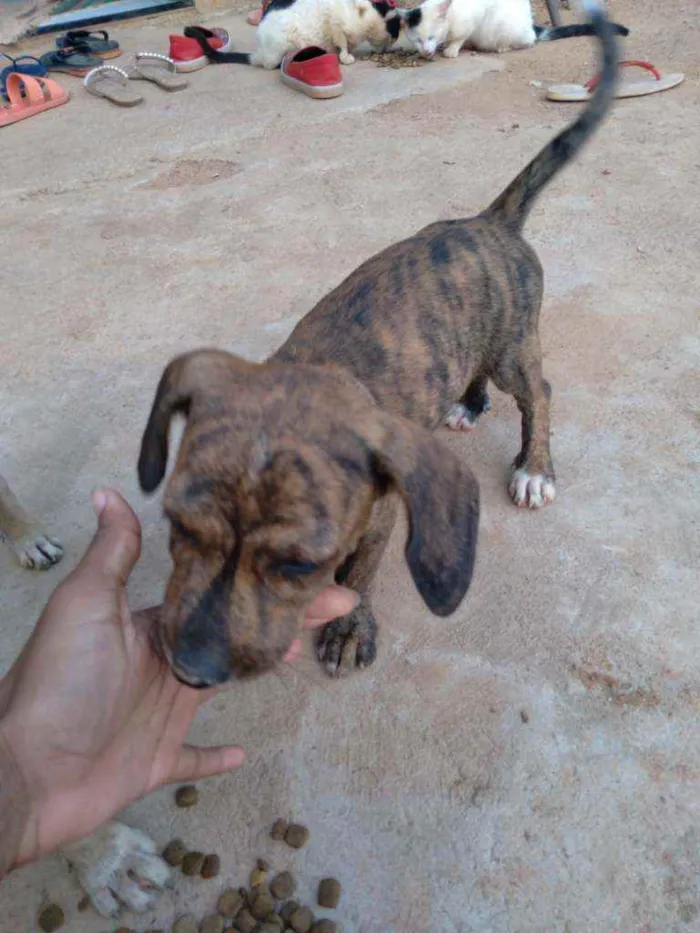 Cachorro raça Vira lata idade 7 a 11 meses nome Nescau 