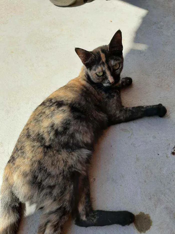 Gato ra a Sem raça  idade 2 anos nome Varios