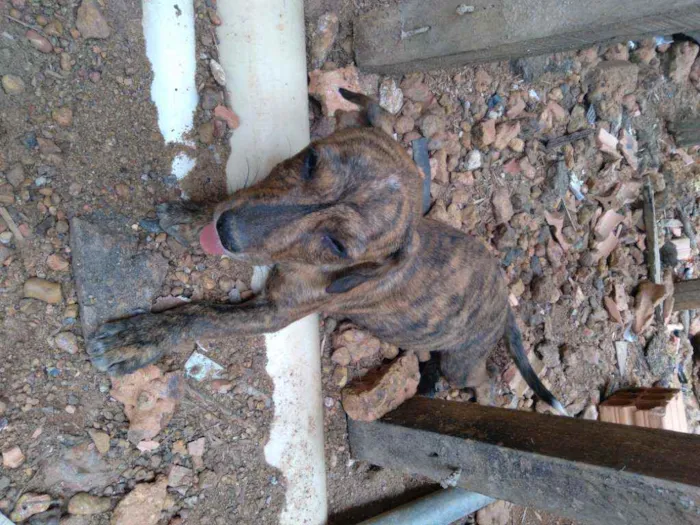 Cachorro raça Vira lata idade 7 a 11 meses nome Nescau 