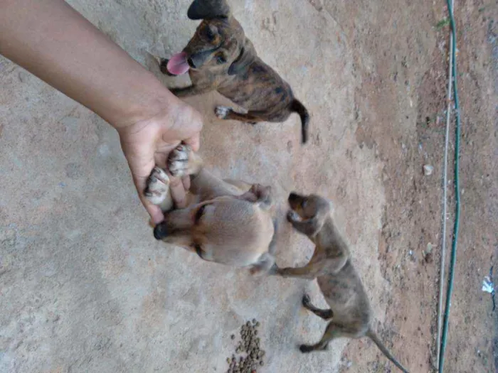 Cachorro raça Vira lata idade 7 a 11 meses nome Nescau 