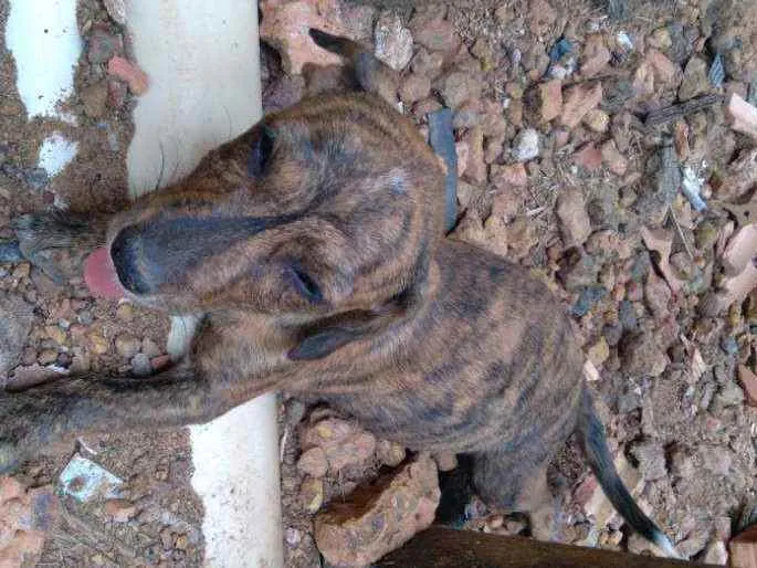 Cachorro raça Vira lata idade 7 a 11 meses nome Nescau 