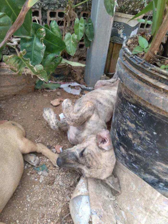 Cachorro raça Vira lata idade 7 a 11 meses nome Tod