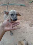 Tod
