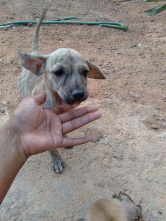 Cachorro raça Vira lata idade 7 a 11 meses nome Tod