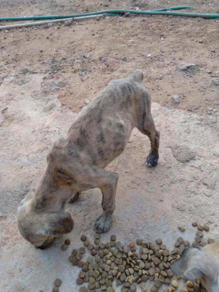 Cachorro raça Vira lata idade 7 a 11 meses nome Tod
