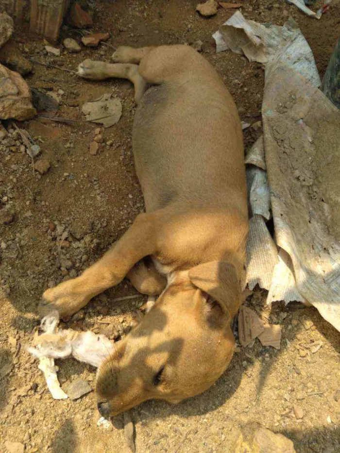 Cachorro raça Vira lata idade 7 a 11 meses nome Amarelinha 