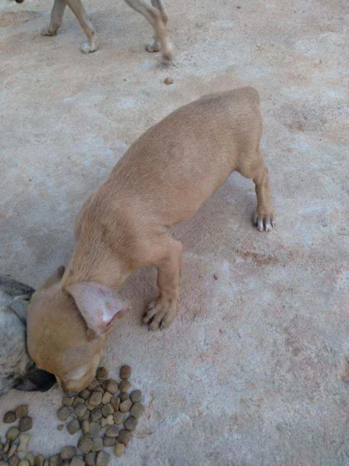 Cachorro raça Vira lata idade 7 a 11 meses nome Amarelinha 