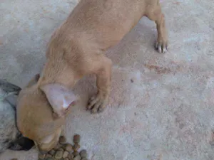 Cachorro raça Vira lata idade 7 a 11 meses nome Amarelinha 