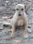 Nandinha 