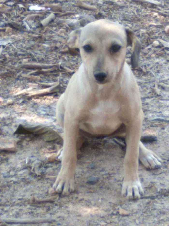 Cachorro raça Vira lata idade 7 a 11 meses nome Nandinha 