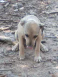 Nandinha 