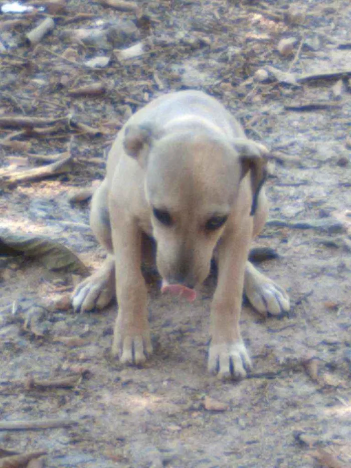 Cachorro raça Vira lata idade 7 a 11 meses nome Nandinha 