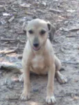 Nandinha 