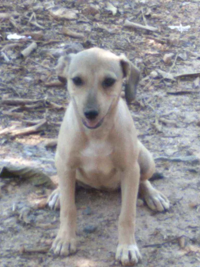 Cachorro raça Vira lata idade 7 a 11 meses nome Nandinha 
