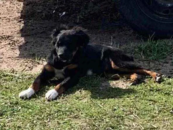 Cachorro ra a  idade 2 a 6 meses nome Menininha