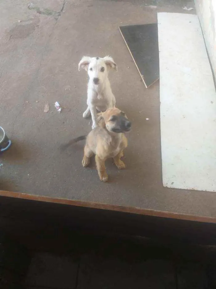 Cachorro ra a Mts idade 2 a 6 meses nome Sem nomes 