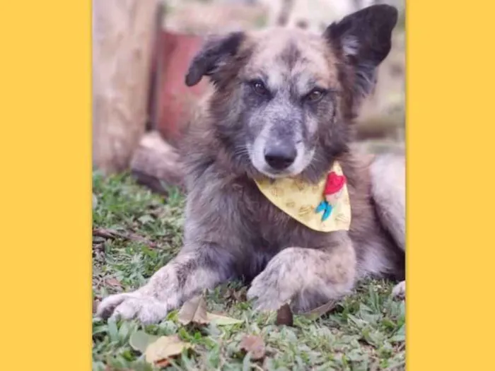 Cachorro ra a SRD-ViraLata idade 6 ou mais anos nome Caco