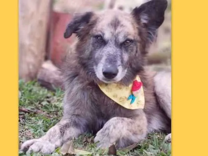 Cachorro ra a SRD-ViraLata idade 6 ou mais anos nome Caco