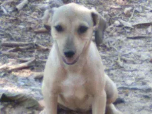 Cachorro raça Vira lata idade 7 a 11 meses nome Nandinha 