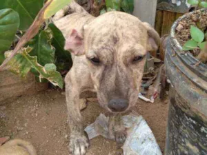 Cachorro raça Vira lata idade 7 a 11 meses nome Tod