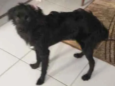 Cachorro ra a Não definida idade 2 a 6 meses nome Bono