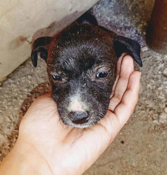 Cachorro ra a Viralata  idade Abaixo de 2 meses nome Não tem nome