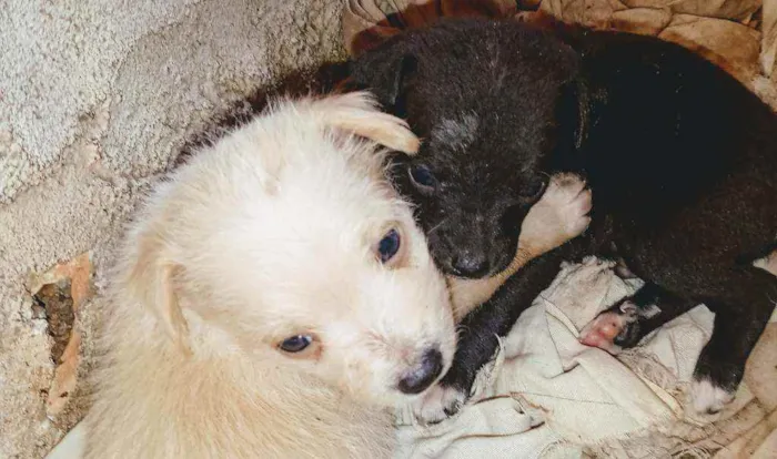 Cachorro ra a Viralata  idade Abaixo de 2 meses nome Não tem nome