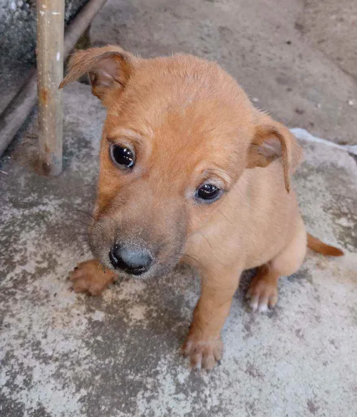 Cachorro ra a Viralata  idade Abaixo de 2 meses nome Não tem nome