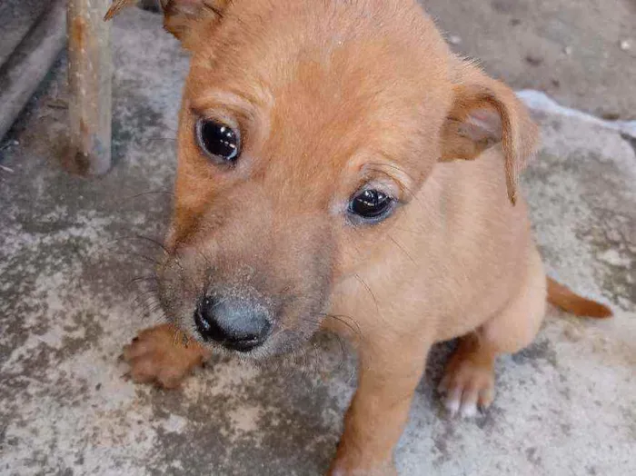 Cachorro ra a Viralata  idade Abaixo de 2 meses nome Não tem nome