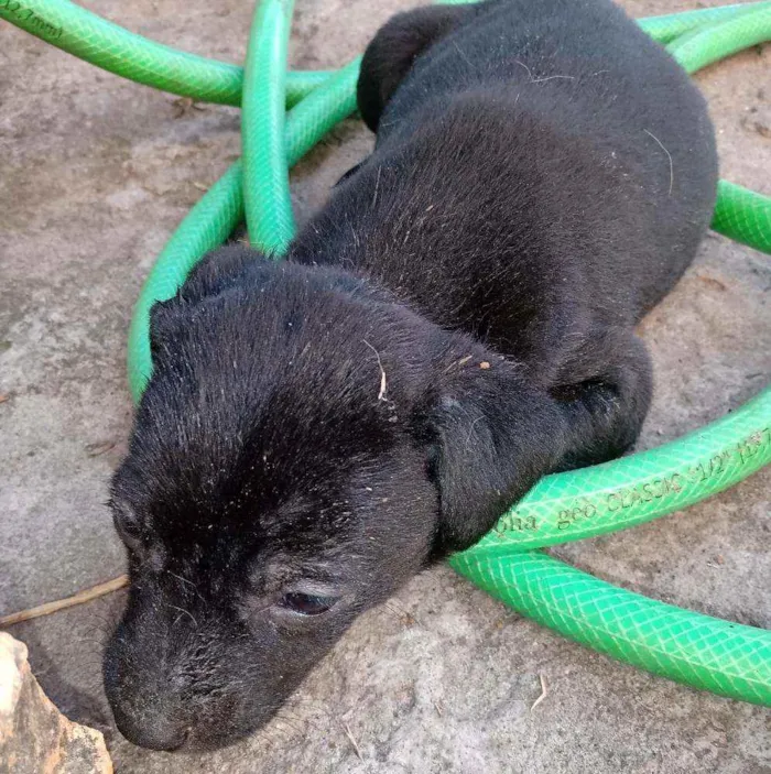 Cachorro ra a Viralata  idade Abaixo de 2 meses nome Não tem nome